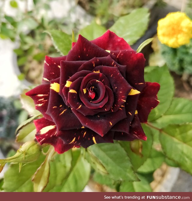 The beautifully unique red rose
