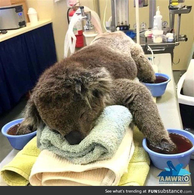 Koala recovering after being rescued