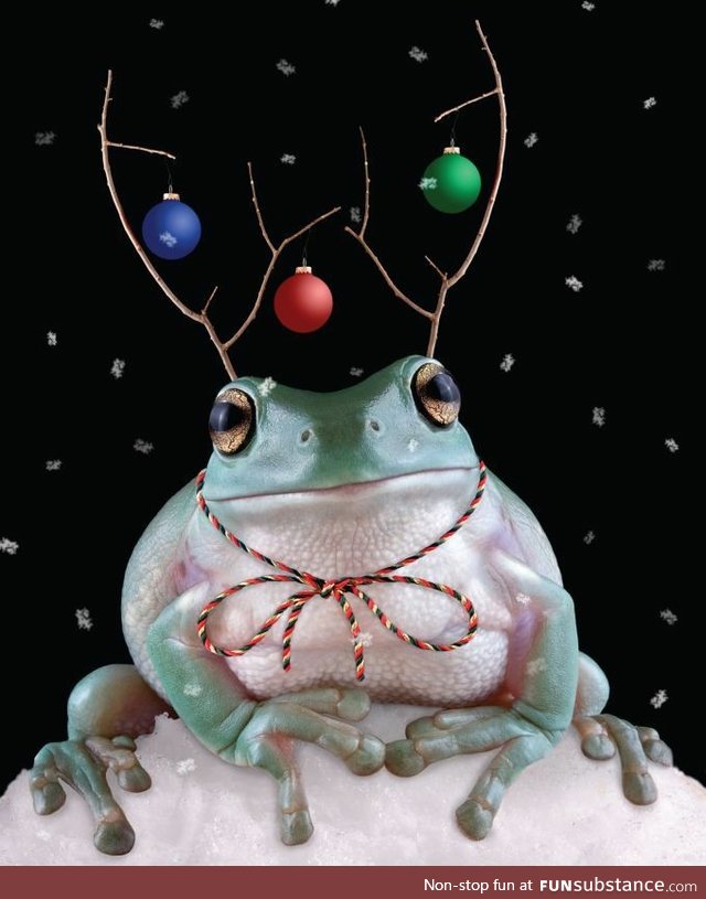 Froggo Fun #335 - Bobby the Baubled Reinfrog