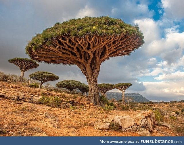 Socotra, yemen