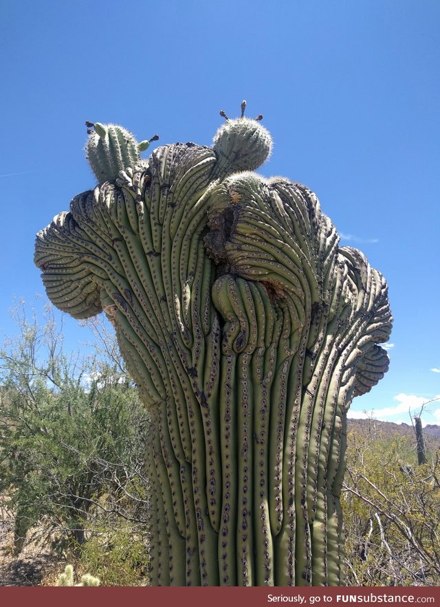 A rare "crested" saguaro cactus
