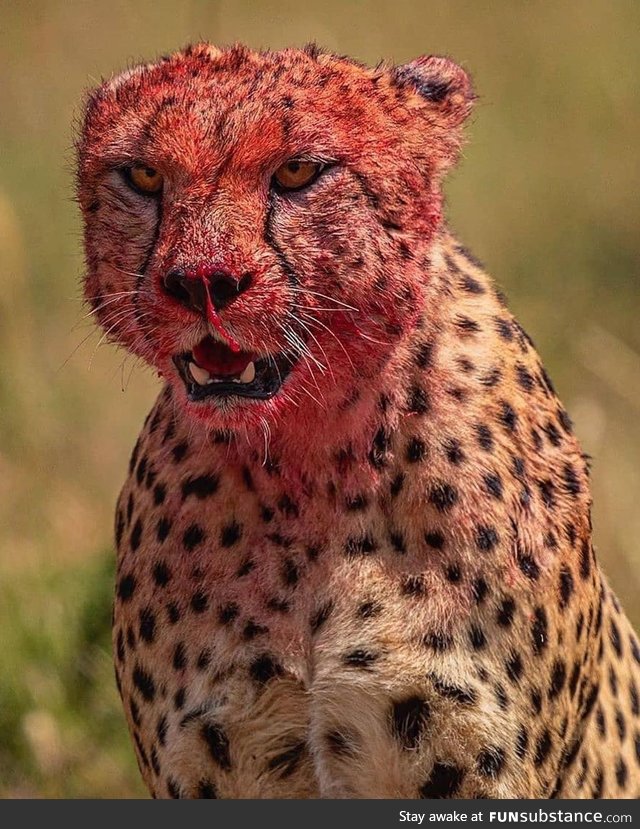 Cheetah, afterkill