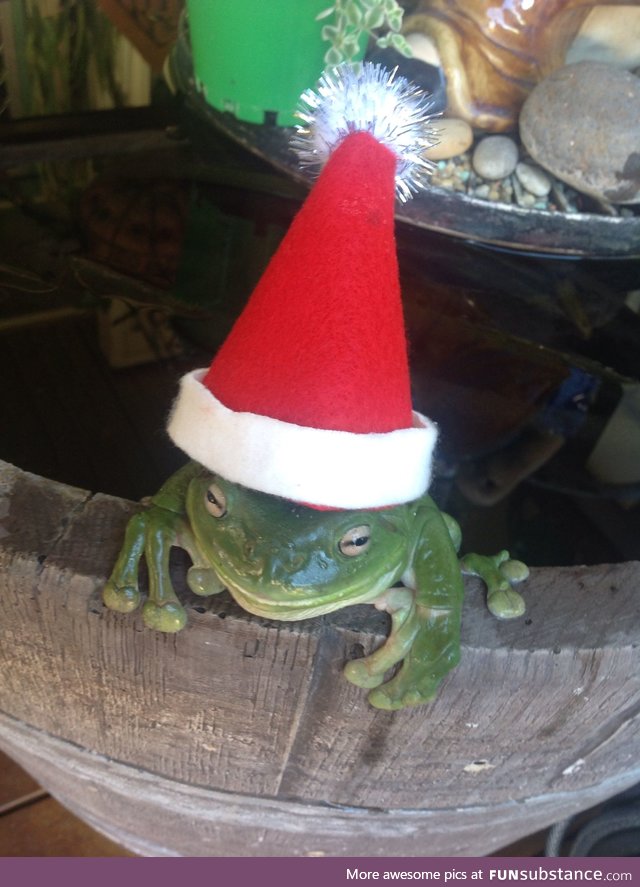 Froggo Fun #339 - Santa Frog Awakening from His Barrel