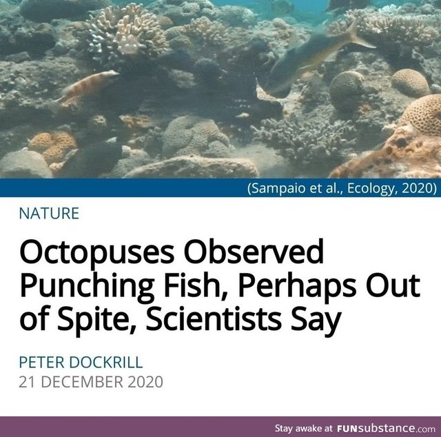 Hell, I'd punch a fish too