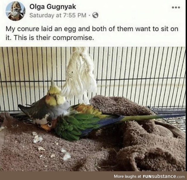 Birds aren’t even real