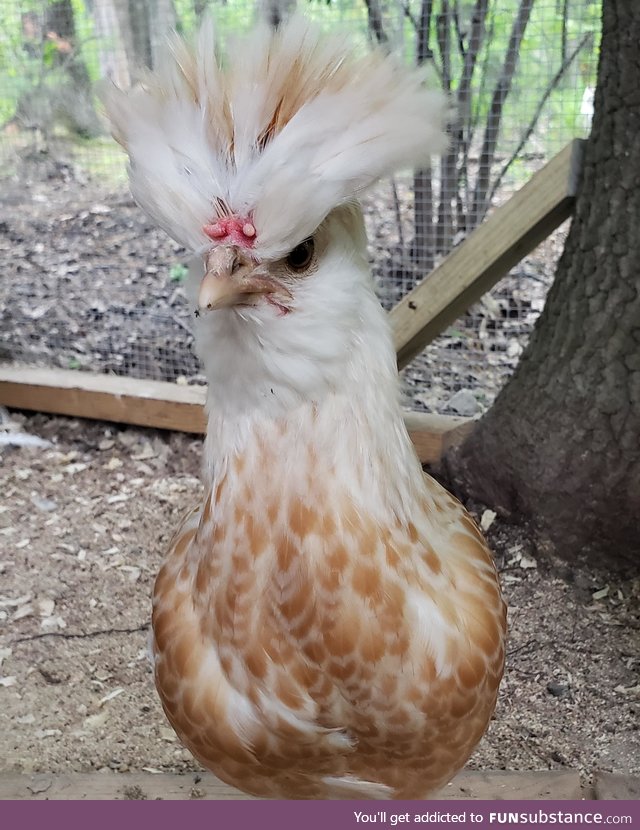 My chicken is definitely a pokemon