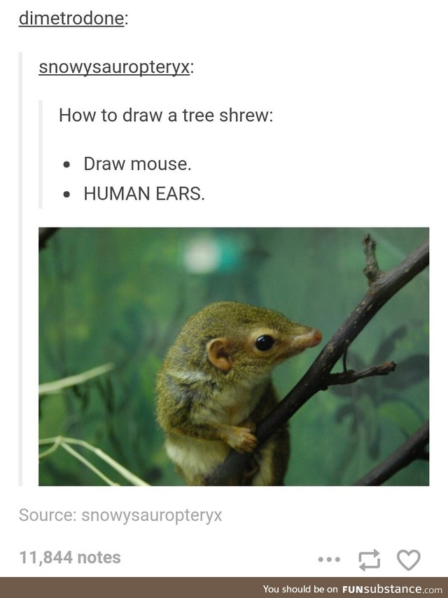 How to draw a humanoid tree shrew