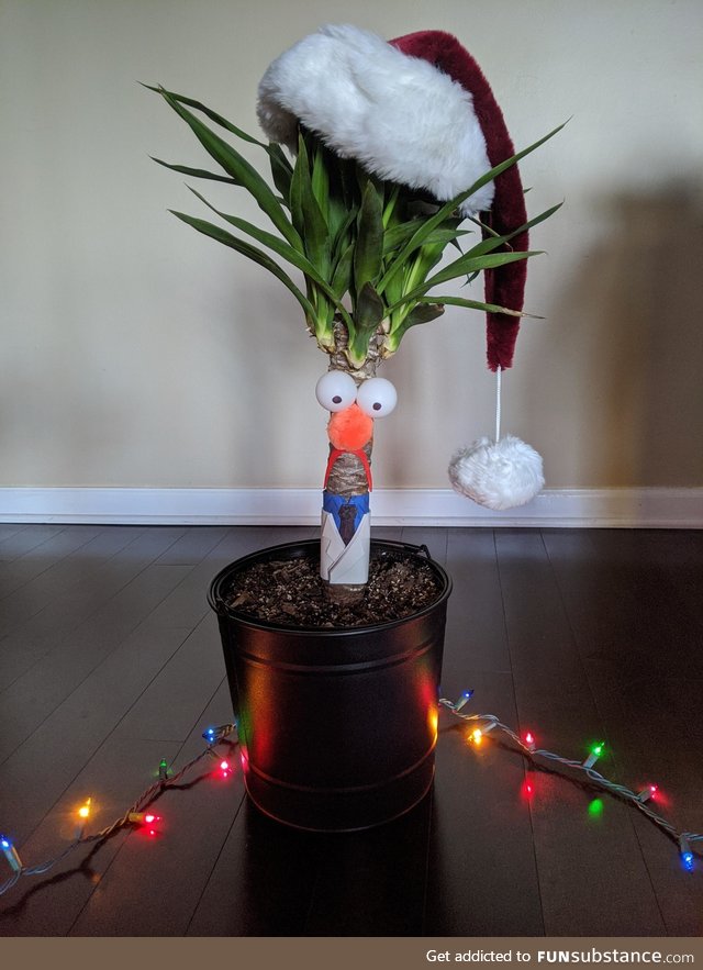 Holiday update: Gave our house plant a seasonally appropriate adjustment