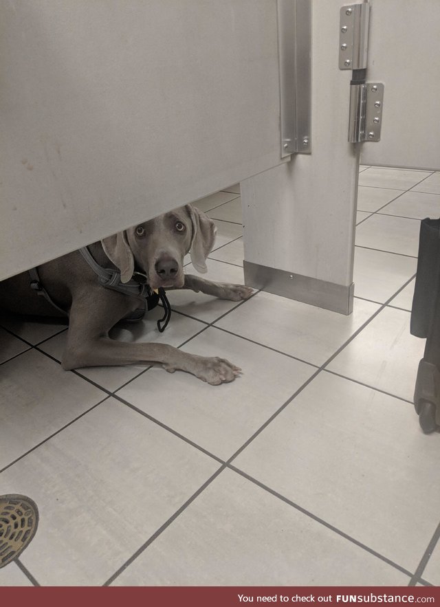 This dog watched me poop at the airport