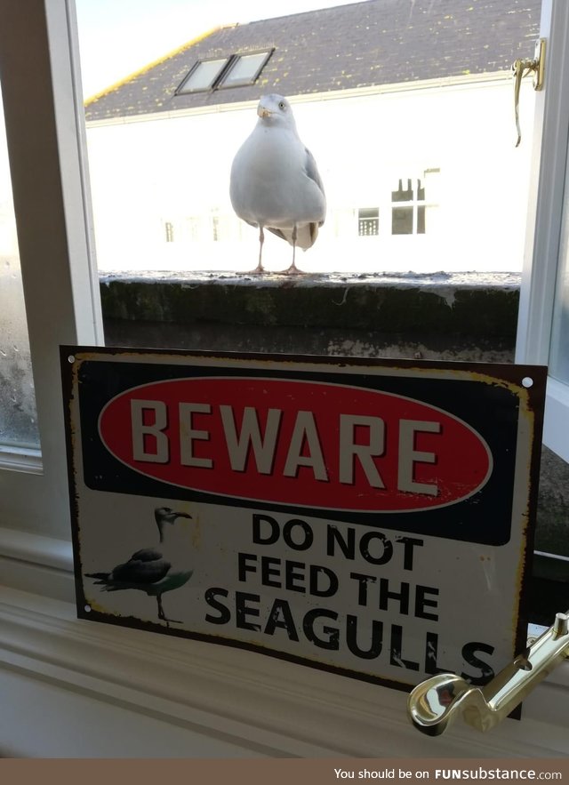 My brother has been feeding a seagull scraps from his windowsill for weeks, so my