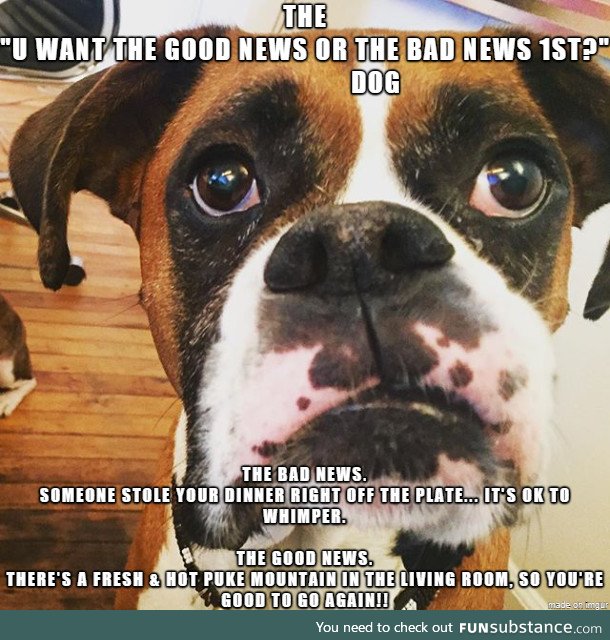 The "U WANT THE GOOD NEWS OR THE BAD NEWS 1ST?" dog