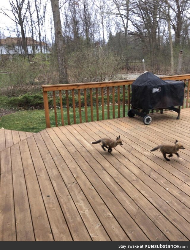 Baby foxes get the zoomies, too