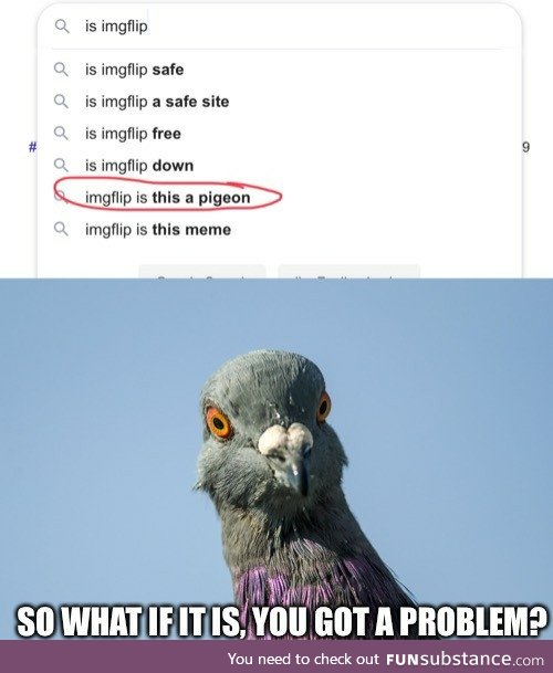 So what if it IS a pigeon?