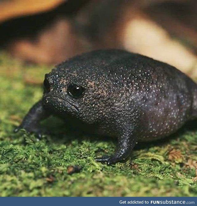 Desert Rain Frog. Face like its depressed, skin like an avocado, voice like a squeeky toy.
