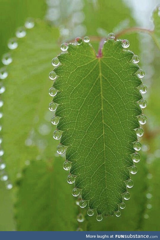 Dew drops decorating a leaf.