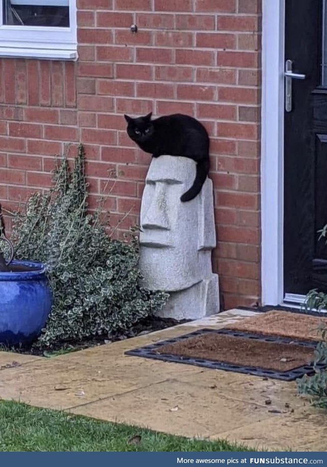 This cat makes this statue look like Elvis