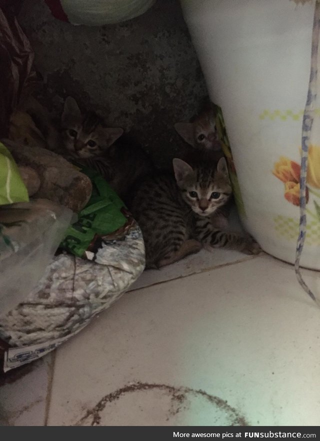 A cat gave birth to these cute little beautiful creatures in house storeroom