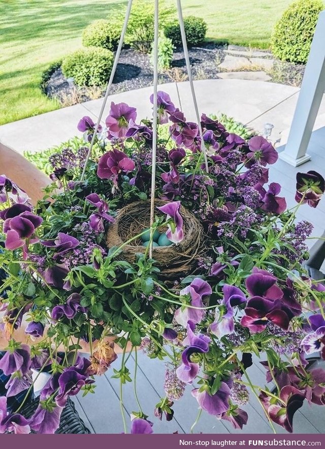 A robin made its nest and laid some eggs in the middle of my hanging basket