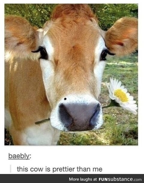 This cow.