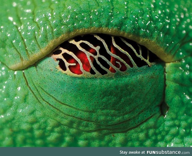 The eye of the Red-eyed tree frog