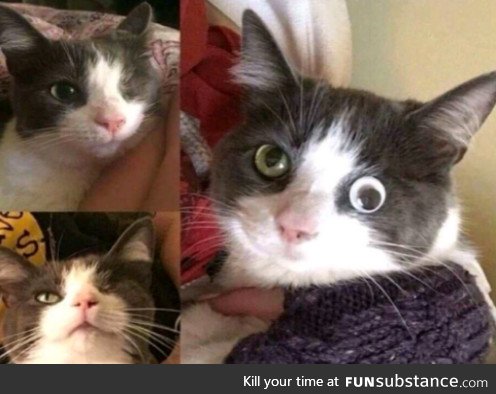This cat lost vision in one eye, but thanks to modern technological advancements, his