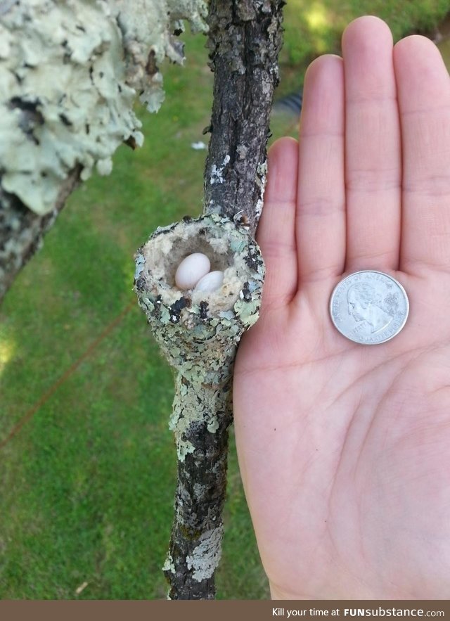 A hummingbirds nest is just slightly larger than a quarter!