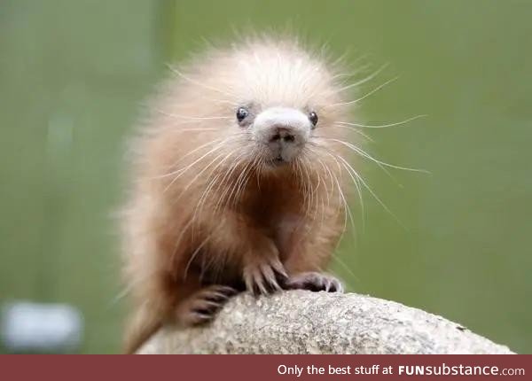 A baby porcupine is called a porcupette, allegedly