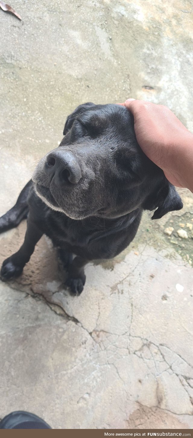 Took a photo of the old boi getting his pets