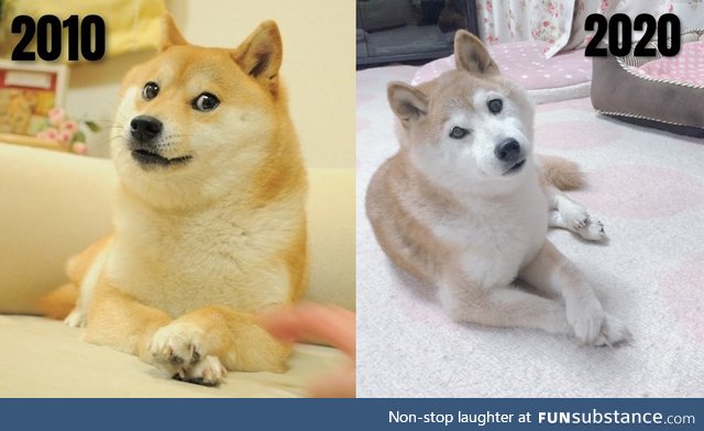 Kabosu (Doge) through the ages