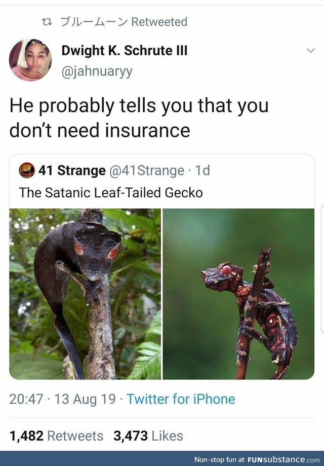 15 minutes won't be enough to save you at all (Satanic Leaf-Tailed Gecko)