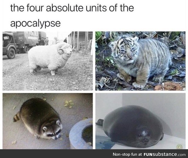 Thicc apocalypse