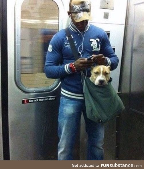 NY subway system bans canines unless they can fit in a small bag, so this guy trained his