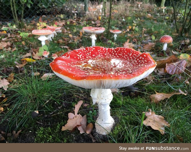Red mushroom near road