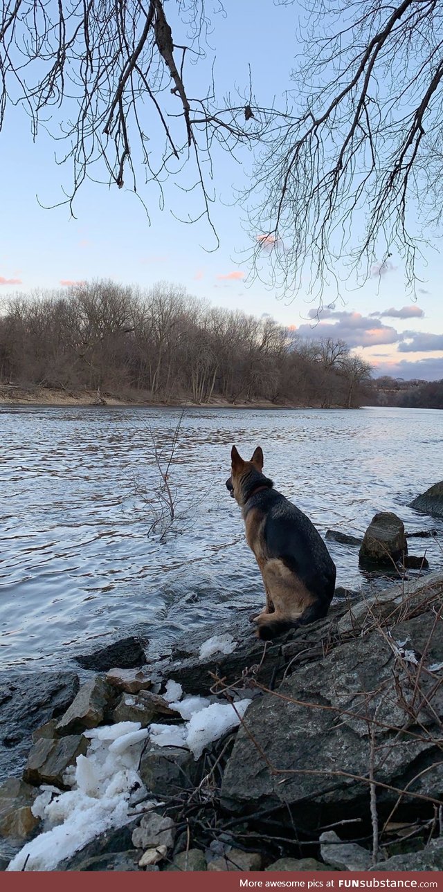 My dog Stella sitting on the shore of the Mississippi during the sunset