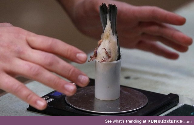 How zoologists weigh the bird