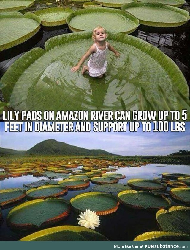 Lilypads on the Amazon