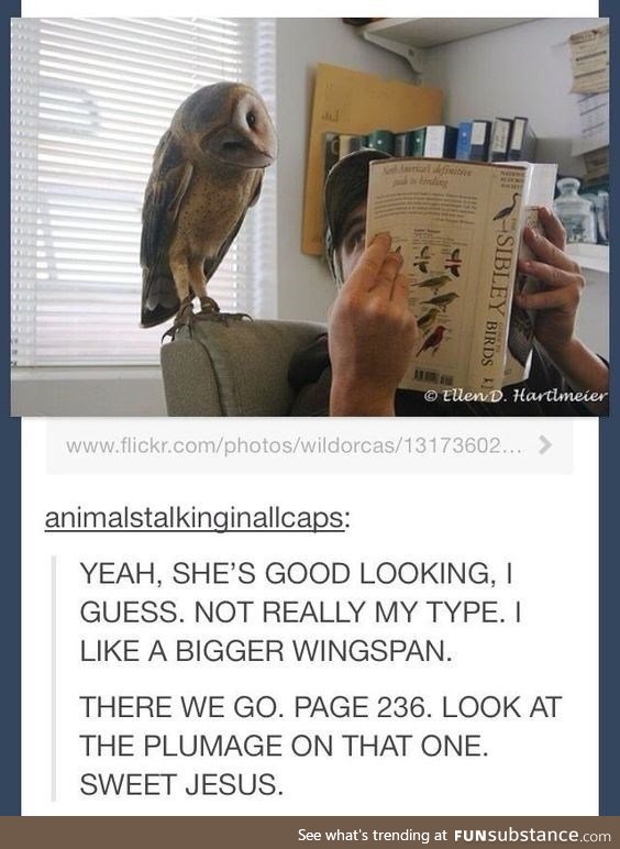 Owl er*tica