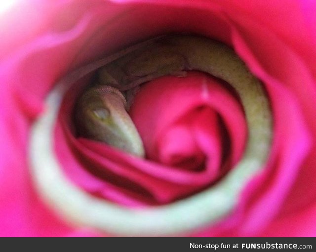 A lizard seen sleeping in a rose. Photo by Megan Hixson