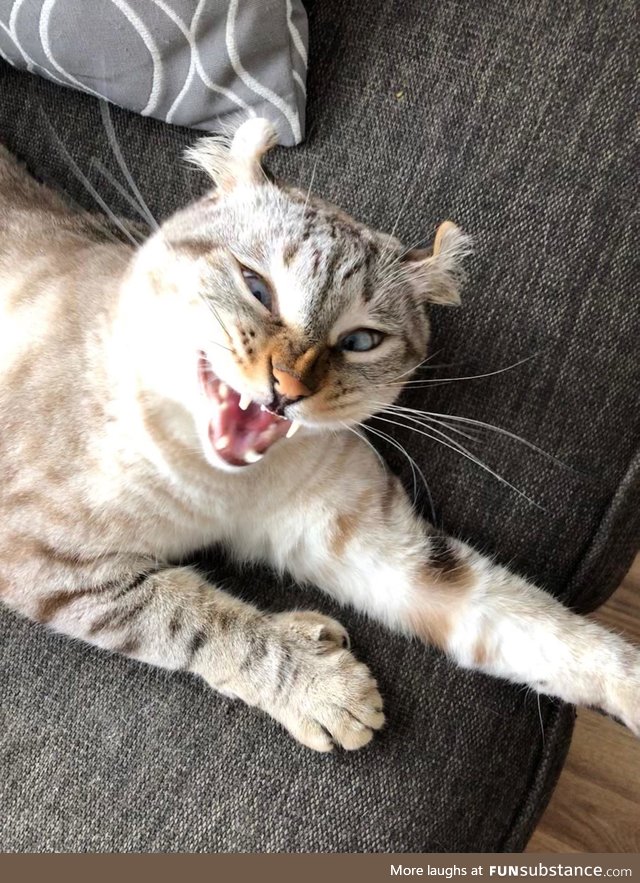 Caught my highland lynx cat mid-sneeze. Thought you guys would appreciate!