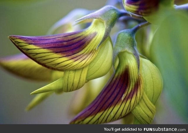 This plant that mimics hummingbirds. The name of the plant is crotalaria cunninghamii