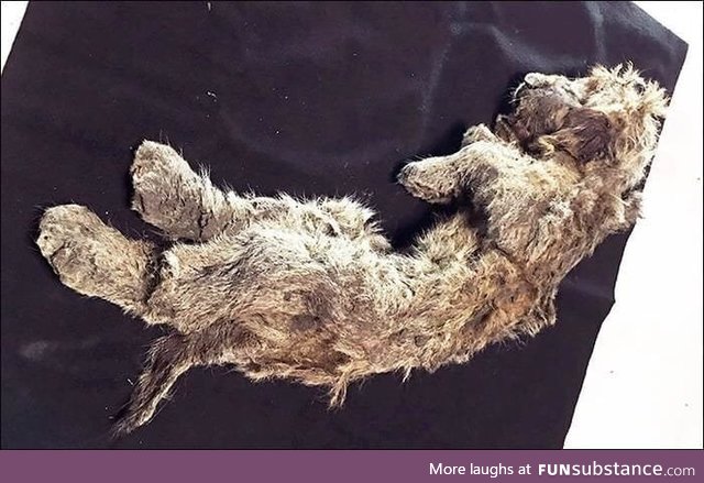 A 50,000-year-old lion cub perfectly preserved by permafrost