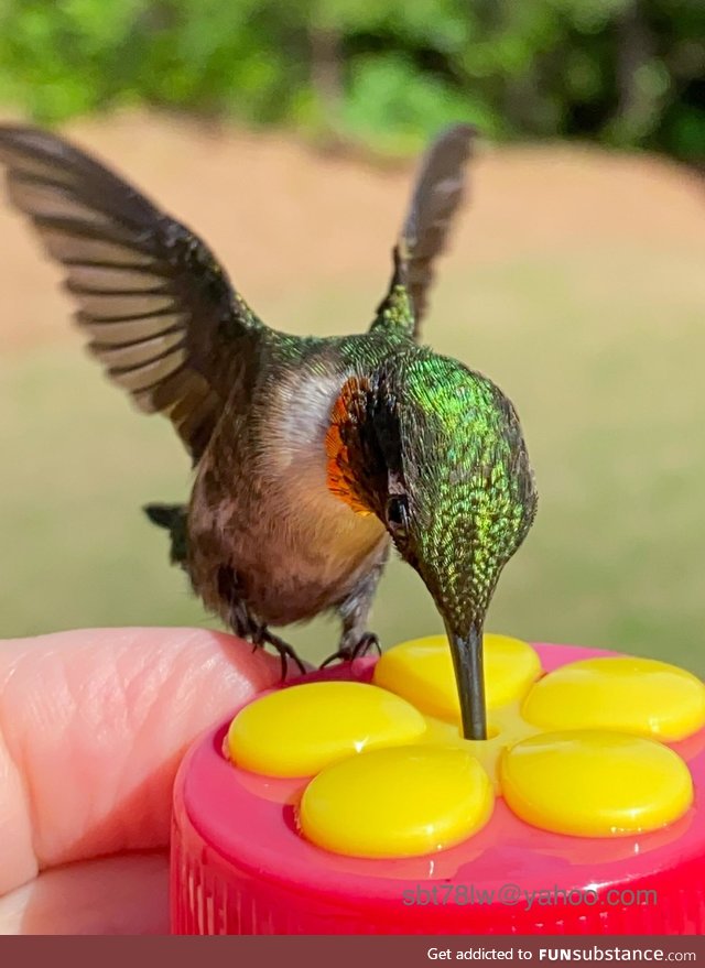 I know it’s just a cellphone pic, but I got a hummingbird to land on my hand today. :-)