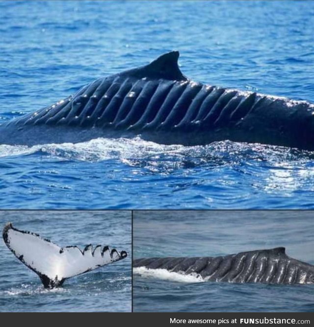 This whale is named Blade Runner because she survived being cut up by a boat propellor in