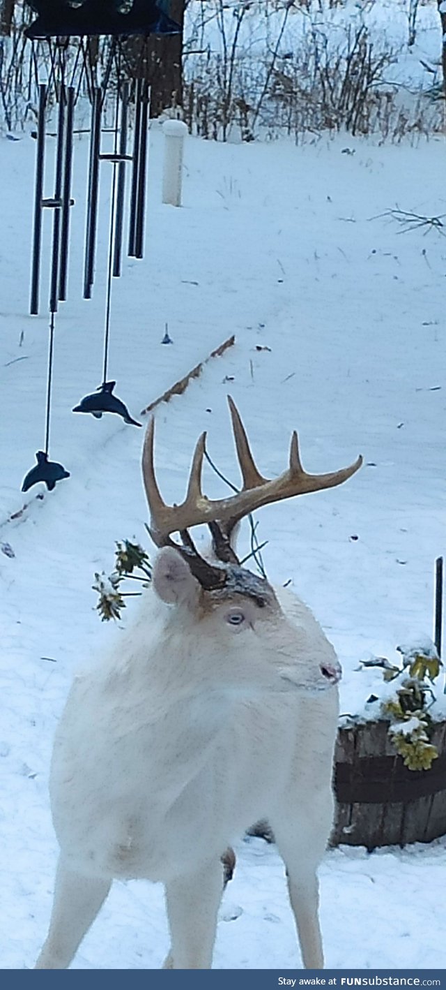 Albino buck off our deck Boulder Junction WI