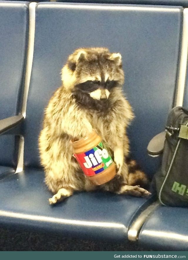 This raccoon just chillin'. Because of all the shit that has been happening, this might