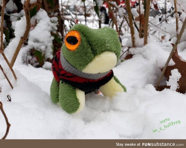 Froggo Fun #359 - The Rare and Elusive Fuzzy Snow Frog