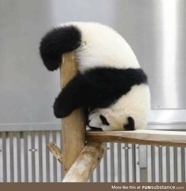 Nothing cuter than a bored baby panda