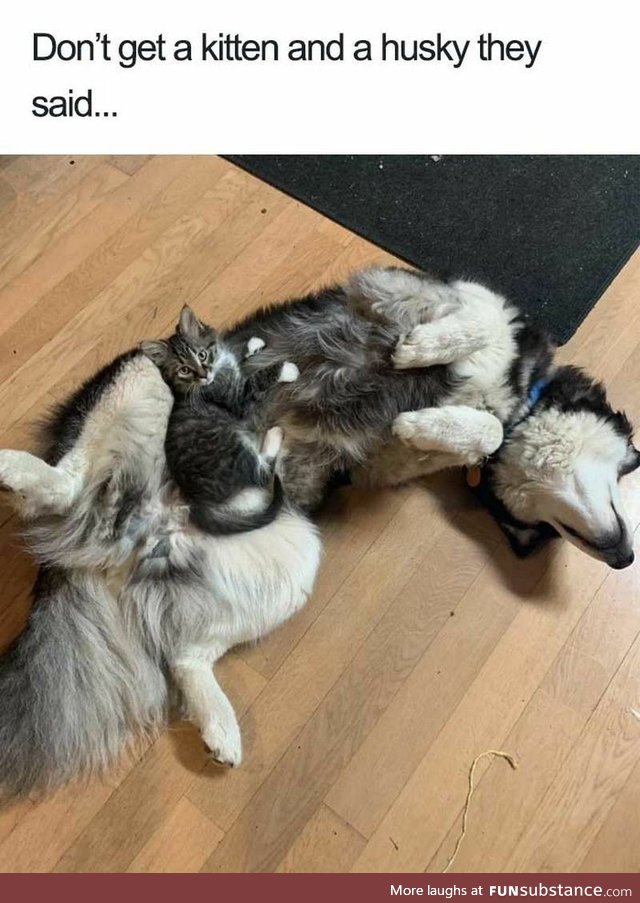 Don't get a kitten and a husky
