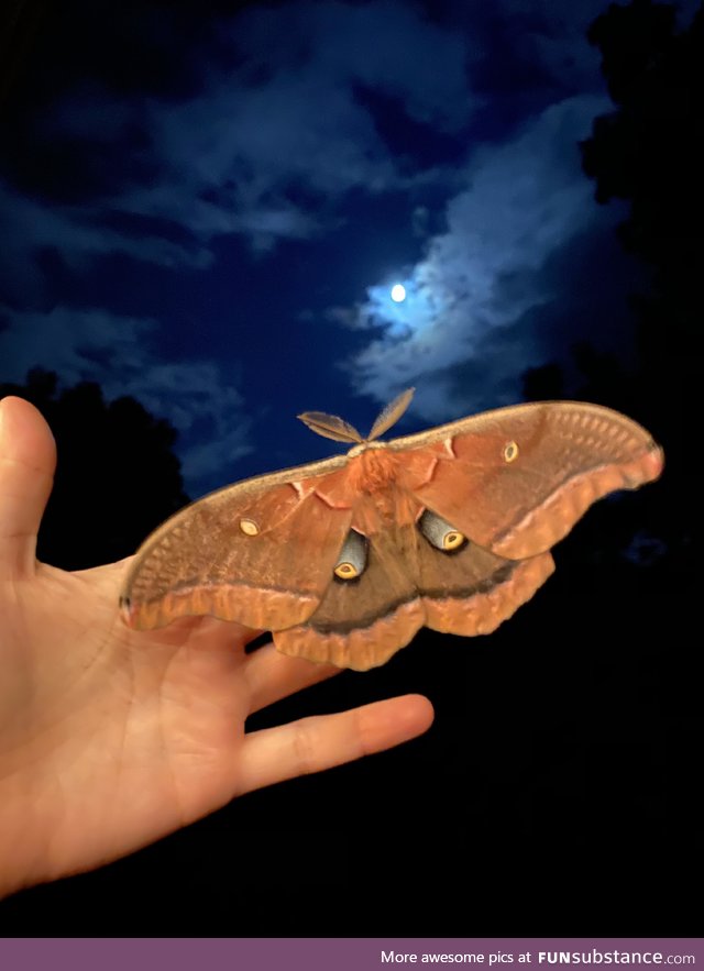 A Polyphemus moth visited me tonight