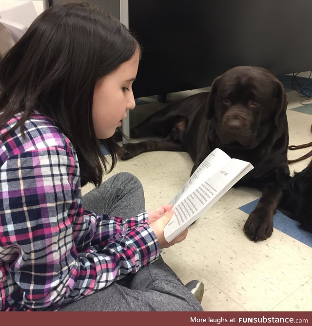 Therapy dog trained to listen to children read to help give them confidence